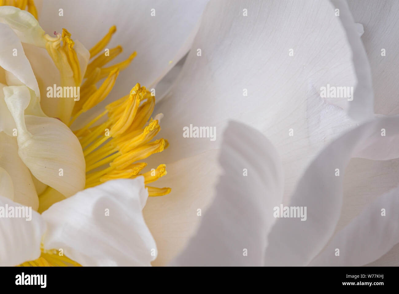 Peonia Bianco fiore in fiore liscio con petali e pistilli di giallo macro ancora la natura Foto Stock