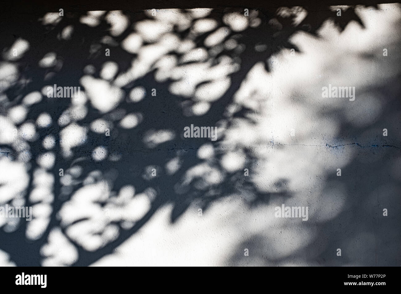Tree silhouette sfocate su una parete testurizzata Foto Stock
