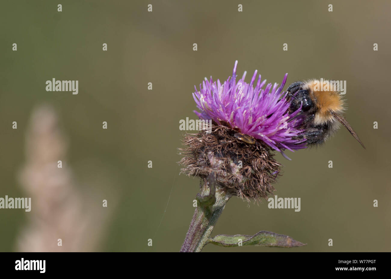 Primo piano di ape sul thistle Foto Stock