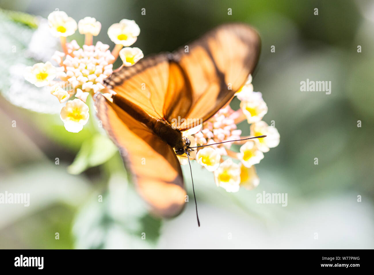 Farfalla arancione di mangiare il polline di un fiore giallo Foto Stock