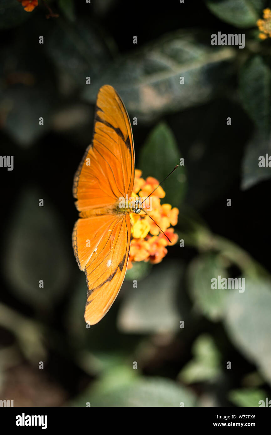 Farfalla arancione di mangiare il polline di un fiore giallo Foto Stock
