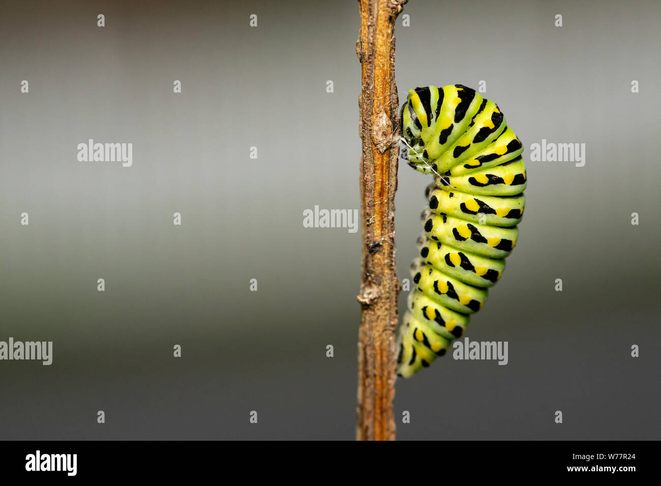 A coda di rondine nera caterpillar - Papilio polyxenes Foto Stock