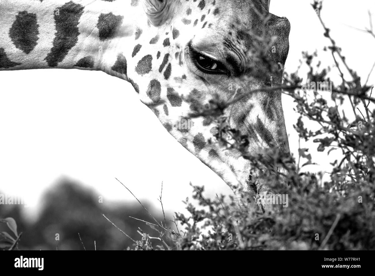 Fronte della giraffa Foto Stock