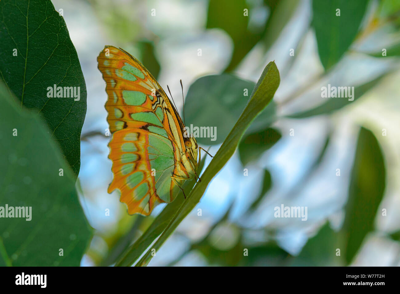 Esotici tropicali malachite o a farfalla Siproeta stelenes seduta sulla foglia nella foresta pluviale amazzonica Foto Stock