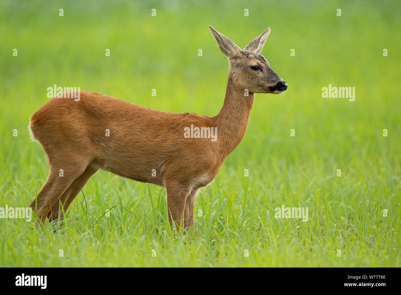 Capriolo doe in estate in piedi su un prato con erba verde che guarda lontano Foto Stock