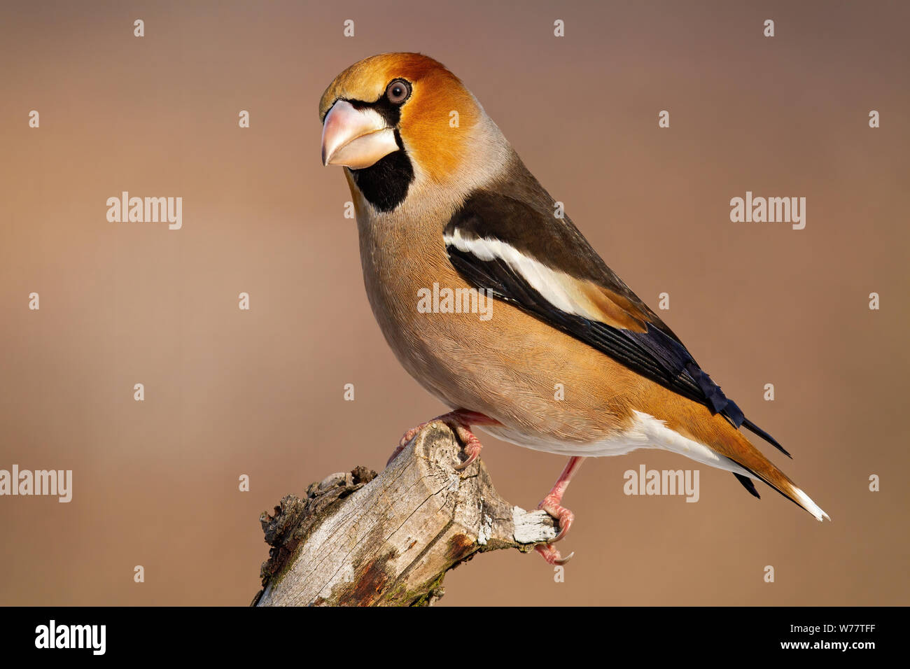 Vista laterale del giardino bird hawfinch seduta sul ramo in inverno con spazio di copia Foto Stock