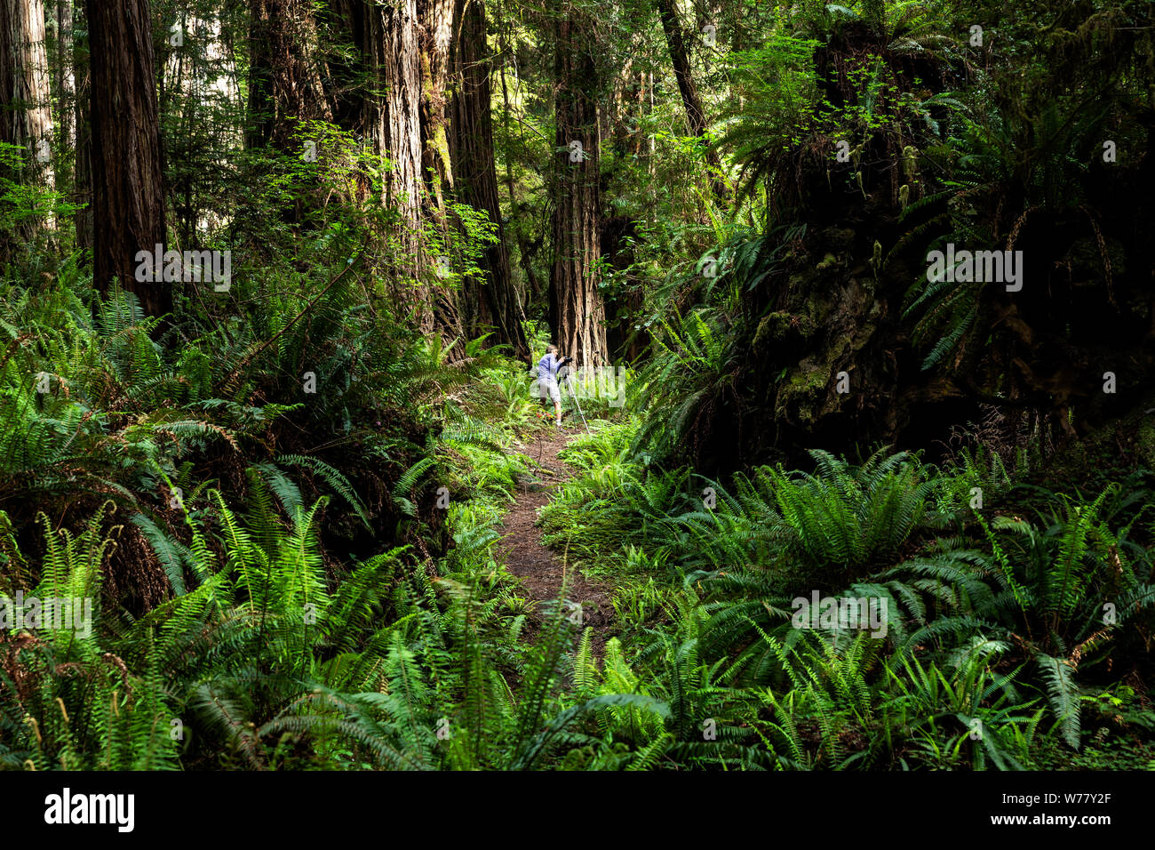 CA03462-00...CALIFORNIA - Vicky molla fotografare in Prairie Creek Redwoods State Park. Signor#S1 Foto Stock