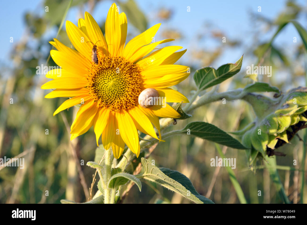 Girasole con una lumaca su di esso Foto Stock