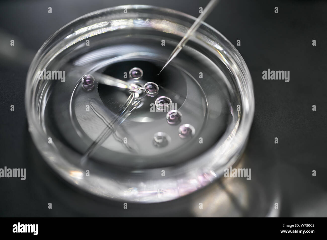 Foto macro di IVF il piatto con gocce di materiale e narishigi su di esso nel laboratorio della fecondazione in vitro . Orizzontale. Foto Stock