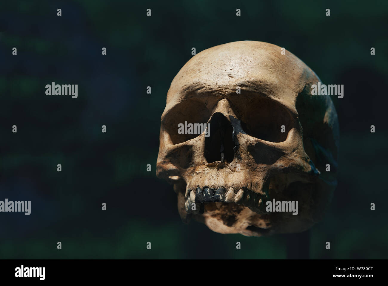 Cranio umano di uno scheletro in osso rimane. Evoluzione e specie concetto contro uno sfondo nero. Svuotare lo spazio di copia per l'editor di testo Foto Stock