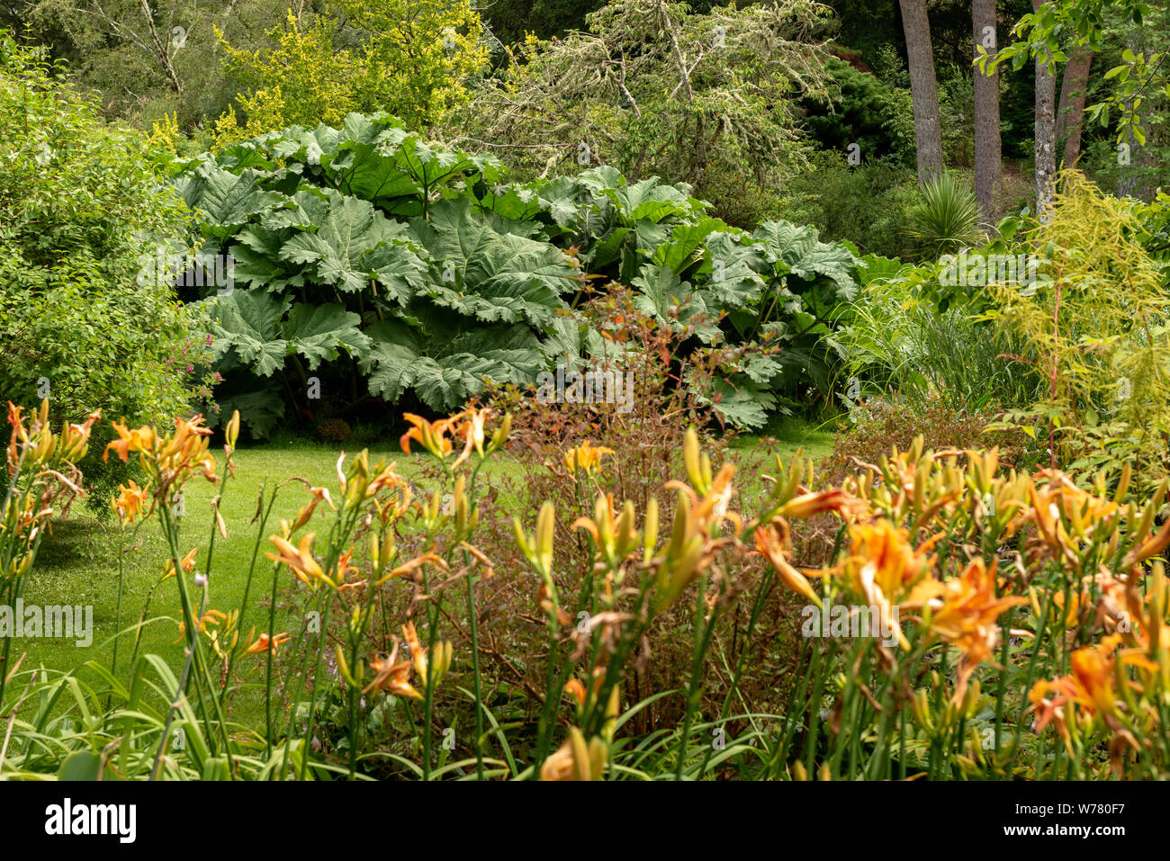 Rhubarb gigante o Gunnera Manicata presso il giardino del torrente a Muckross House and Gardens, Killarney National Park, County Kerry, Irlanda Foto Stock