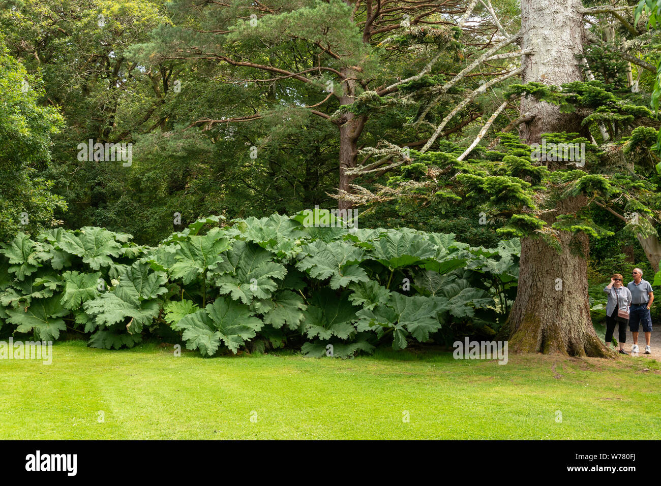 I turisti che si trovano accanto a un Rhubarb gigante o a Gunnera Manicata, il Stream Garden, Muckross Gardens, Killarney National Park, County Kerry, Irlanda Foto Stock