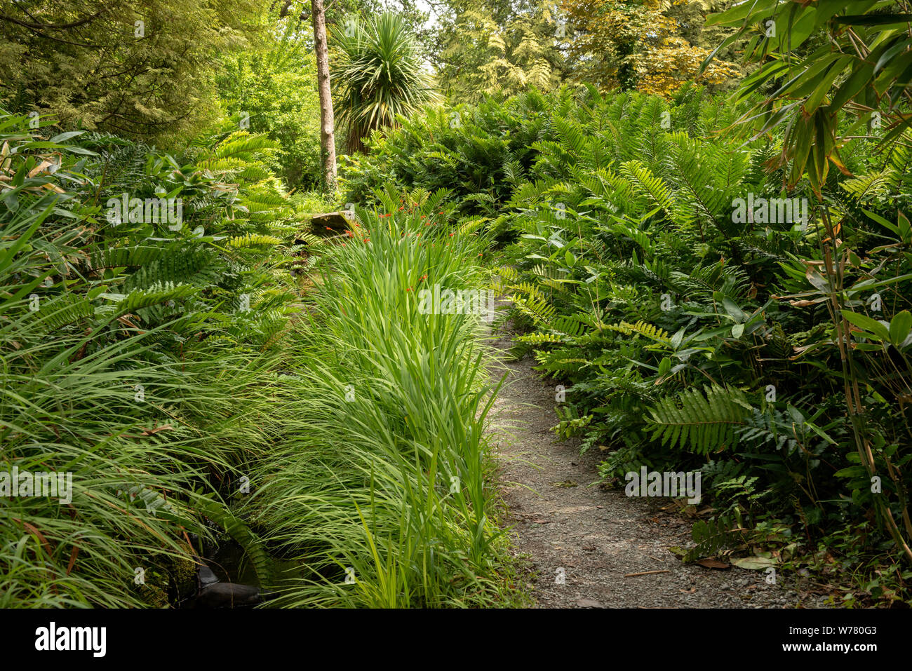 Il sentiero del torrente Garden tra gli arbusti della Muckross House and Gardens, paradiso botanico nel Parco Nazionale di Killarney, Contea di Kerry, Irlanda Foto Stock