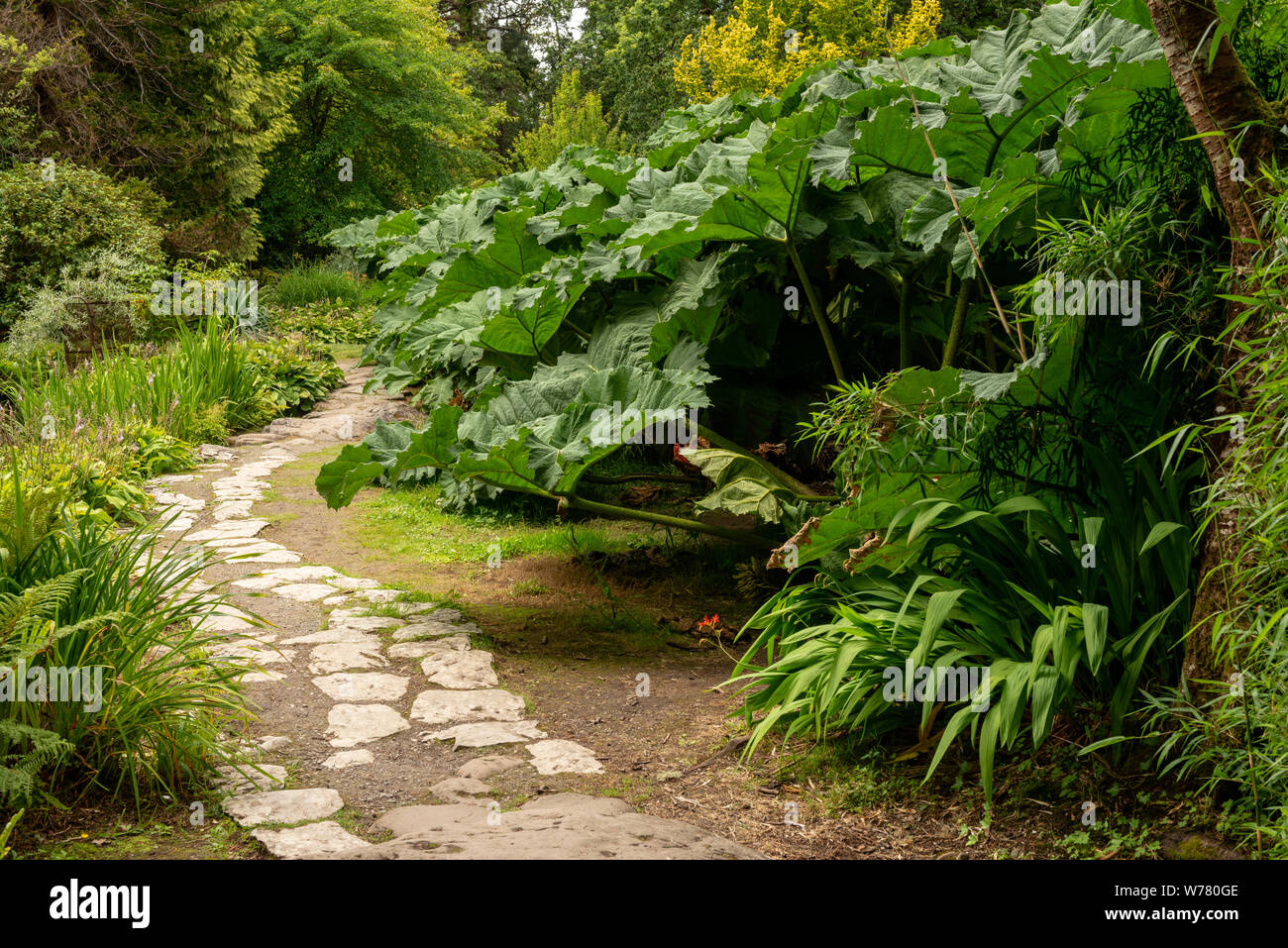 Il gigante rabarbaro Gunnera Manicata nel torrente Garden nella tenuta Muckross House and Gardens nel Parco Nazionale di Killarney, Contea di Kerry, Irlanda Foto Stock