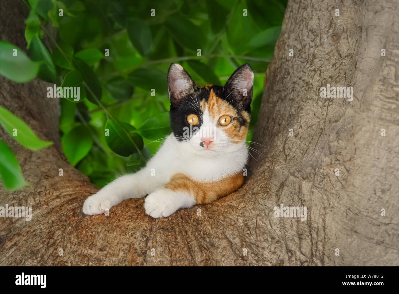Carino giovane gatto bianco con patch di tartaruga, poggiante su una forcella di una spessa ramo di albero e guardando curiosamente con gli occhi gialli, Rodi, Grecia Foto Stock