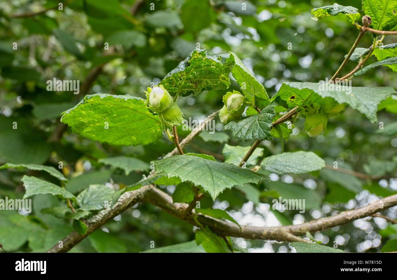 I dadi di Cob che cresce su un albero in East Sussex, Regno Unito Foto Stock
