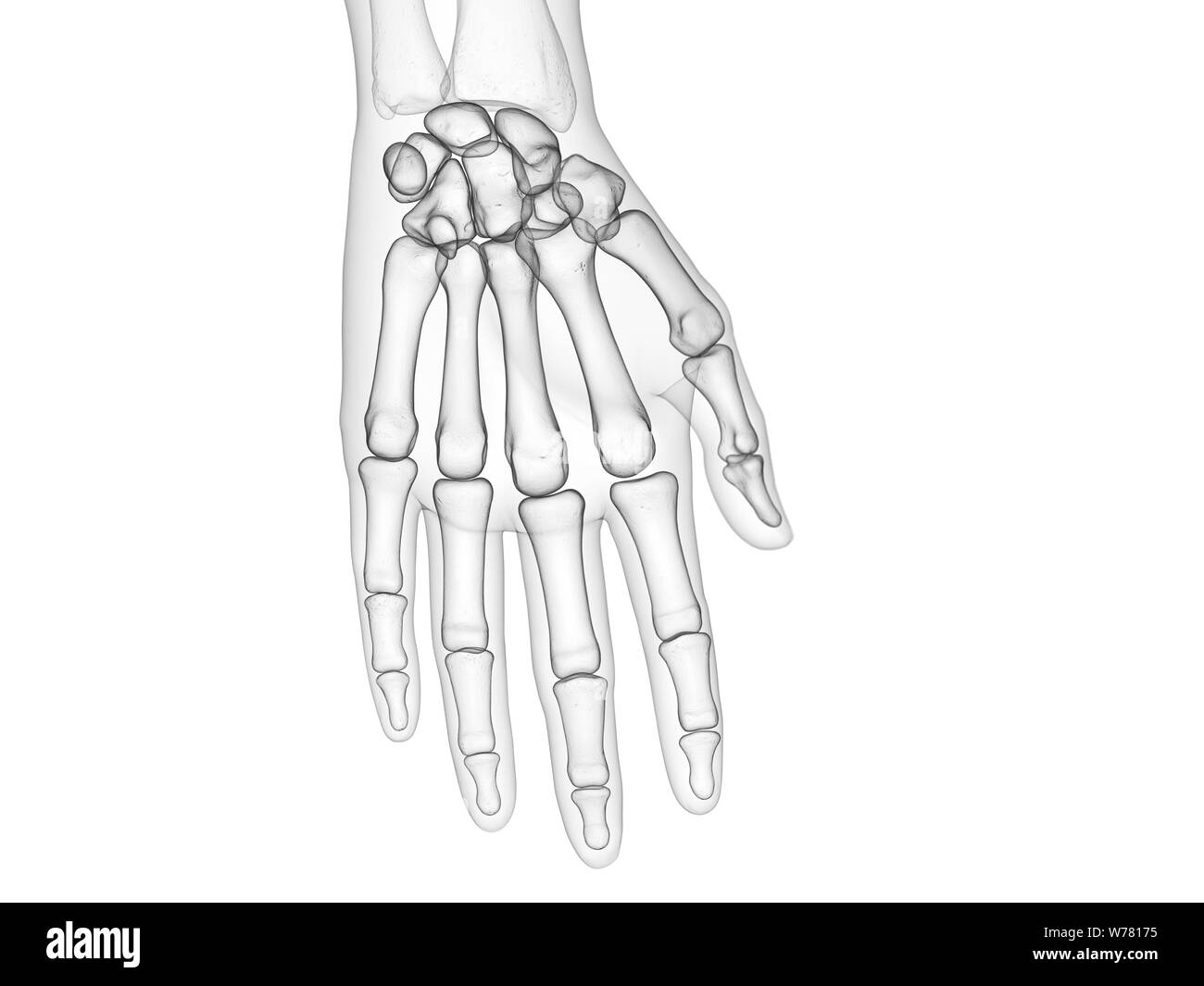 3D Rendering accurato dal punto di vista medico illustrazione delle ossa della mano Foto Stock