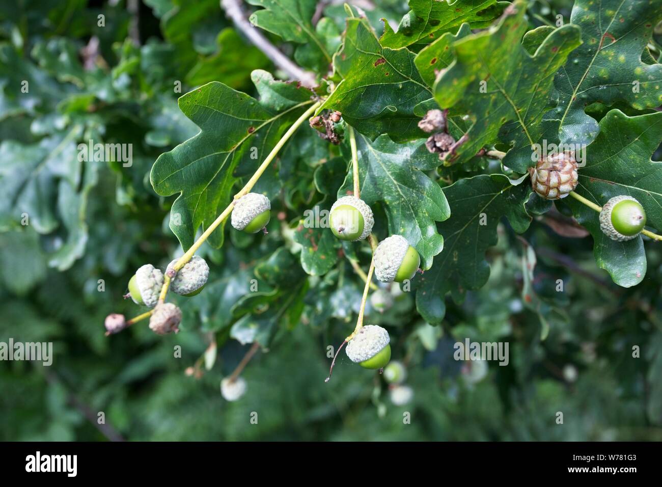Ghiande che cresce su una vecchia quercia in Oriente campagna del Sussex, Regno Unito Foto Stock