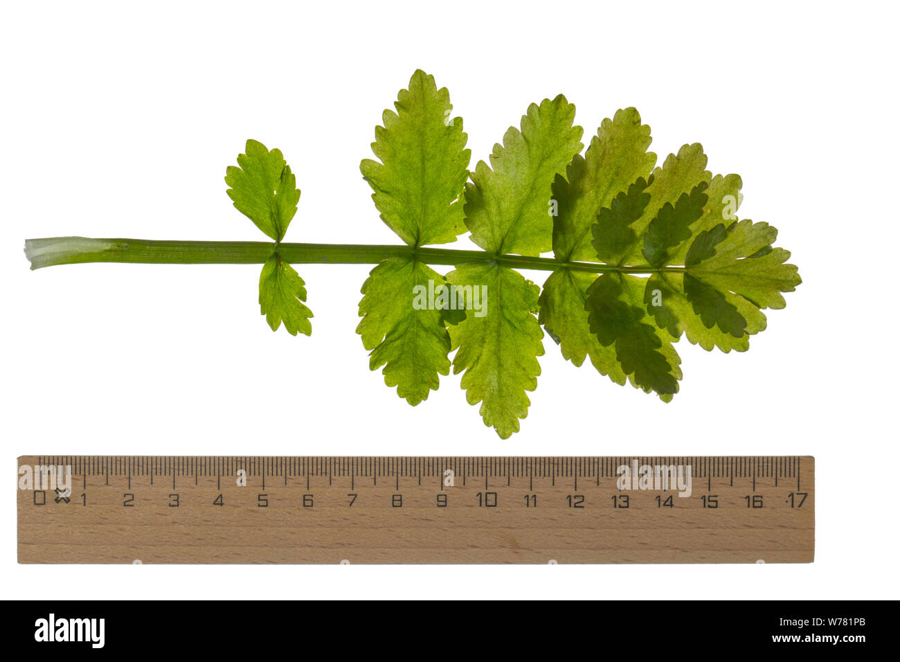 Aufrechter Merk, Schmalblättriger Merk, Berle, Aufrechte Berle, Berula erecta, erectum di potassio, potassio angustifolium, Berula angustifolia, minore di acqua-par Foto Stock