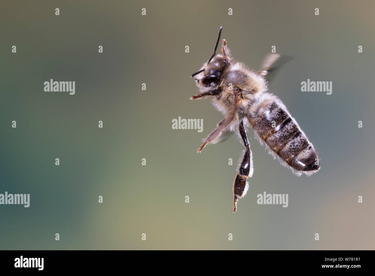 Honigbiene, Honig-Biene, Europäische Honigbiene, Westliche Honigbiene, societé Flug, fliegend, Biene, Bienen, Apis mellifera, Apis mellifica, Honey Bee hive, Foto Stock