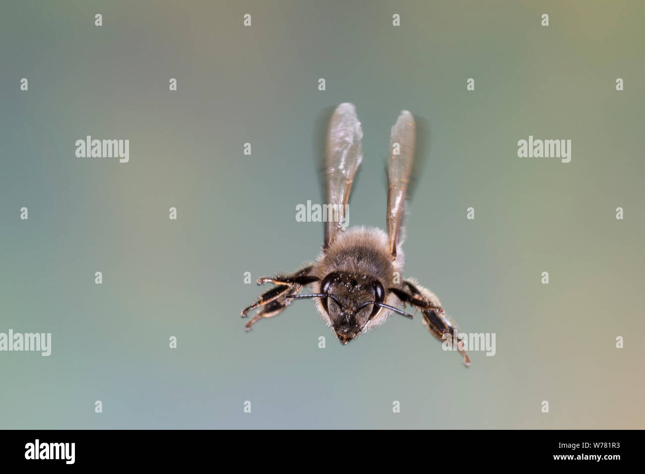 Honigbiene, Honig-Biene, Europäische Honigbiene, Westliche Honigbiene, societé Flug, fliegend, Biene, Bienen, Apis mellifera, Apis mellifica, Honey Bee hive, Foto Stock