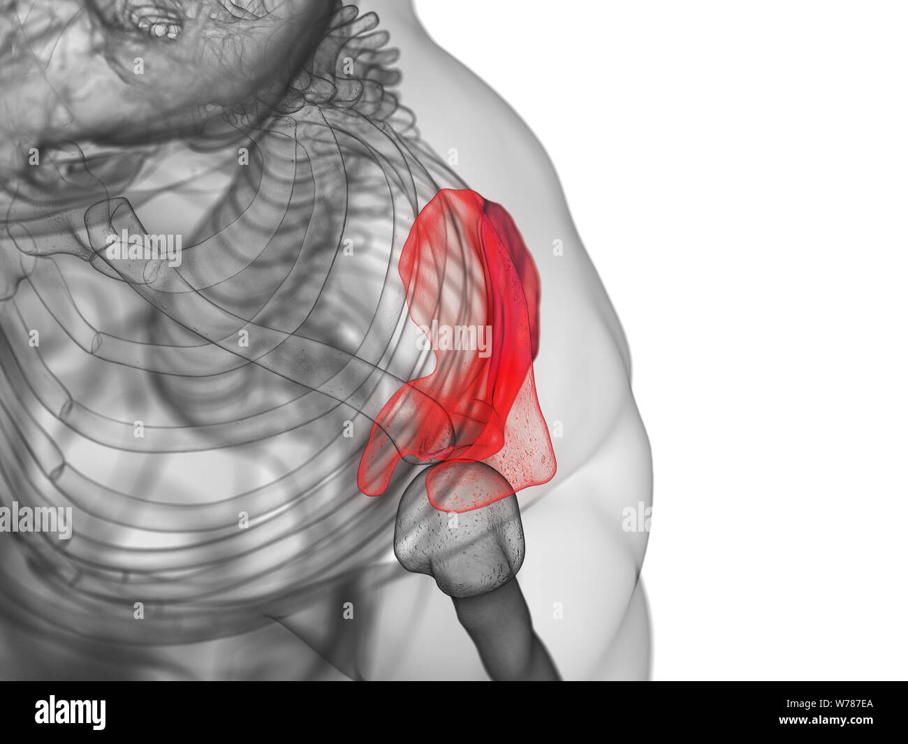 3D Rendering accurato dal punto di vista medico illustrazione della scapola Foto Stock