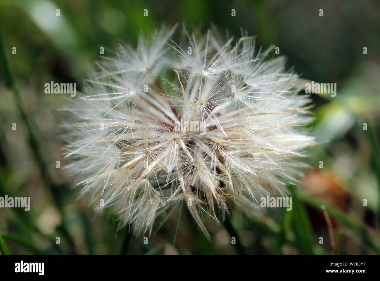 semi di tarassaco Foto Stock