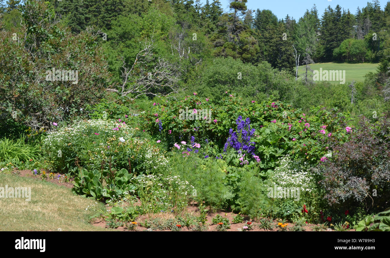 Estate su Prince Edward Island: Giardino di fiore in fiore Foto Stock