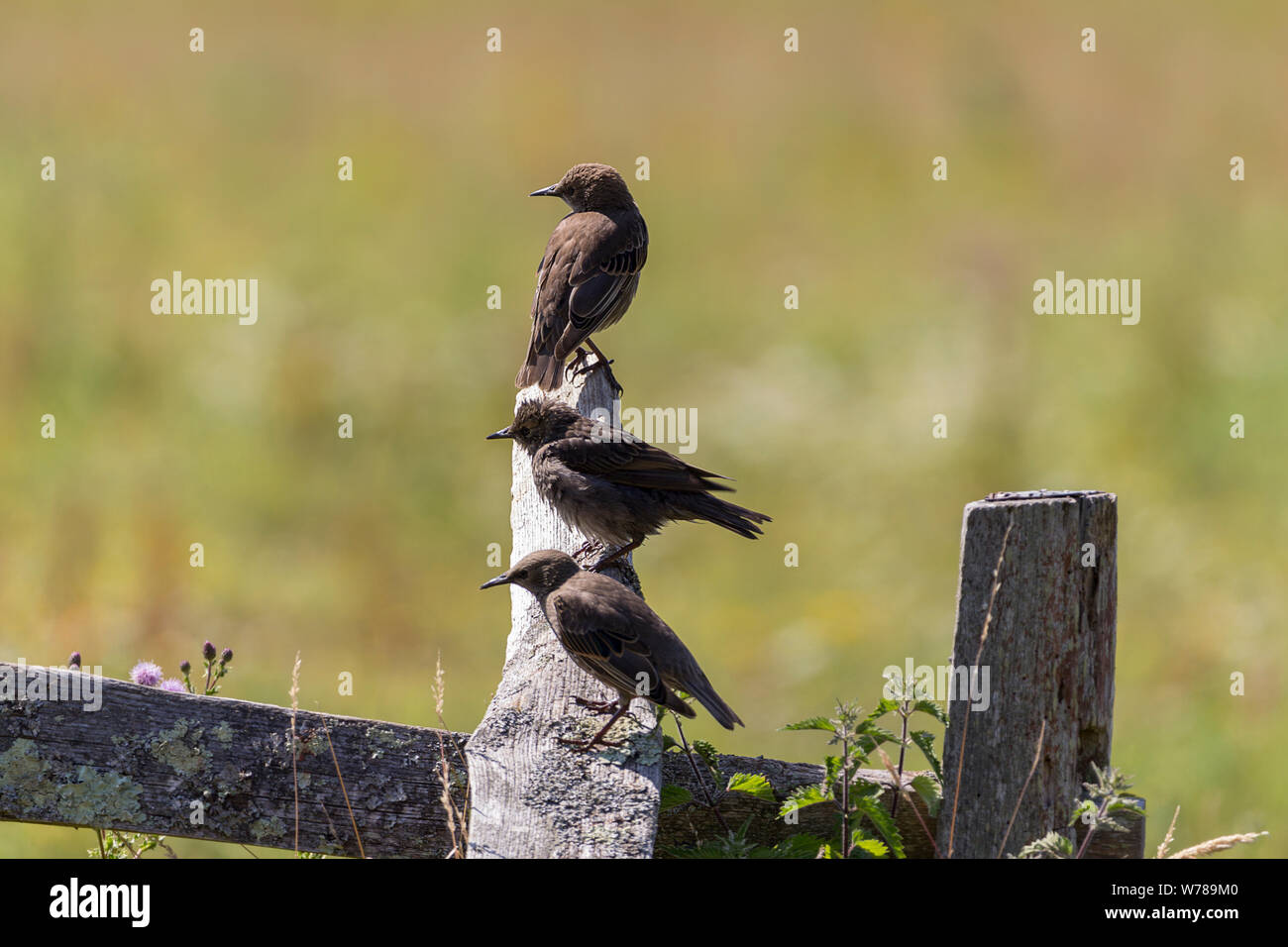 Starnuti (Sturnus vulgaris) giovani uccelli su palo di recinzione con plumage grigio chiaro e gola pallida. Le lessette affilate lunghe sono più scure nei giovani Foto Stock