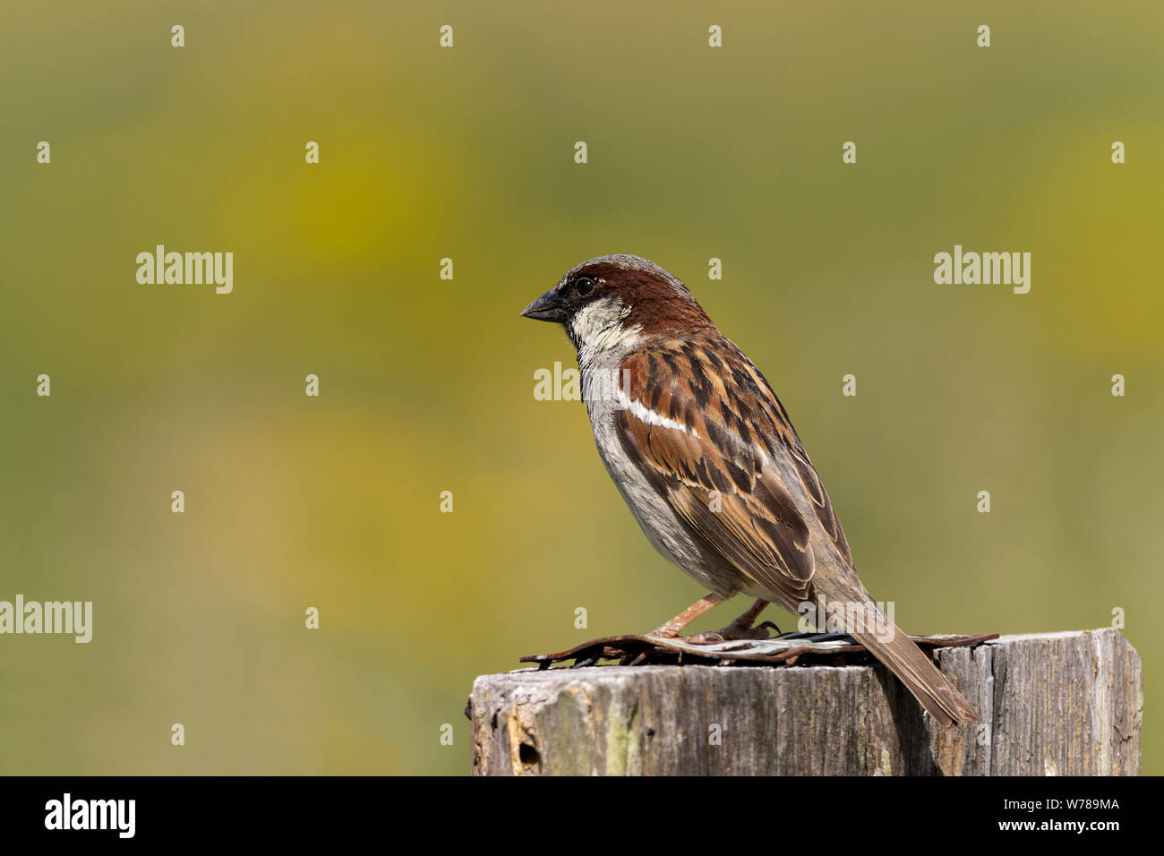 Casa passero (Passer domesticus) maschio estate spesso bill scuro marrone castagna torna con segni scuri marrone testa corona grigio e nero guance di bib Foto Stock