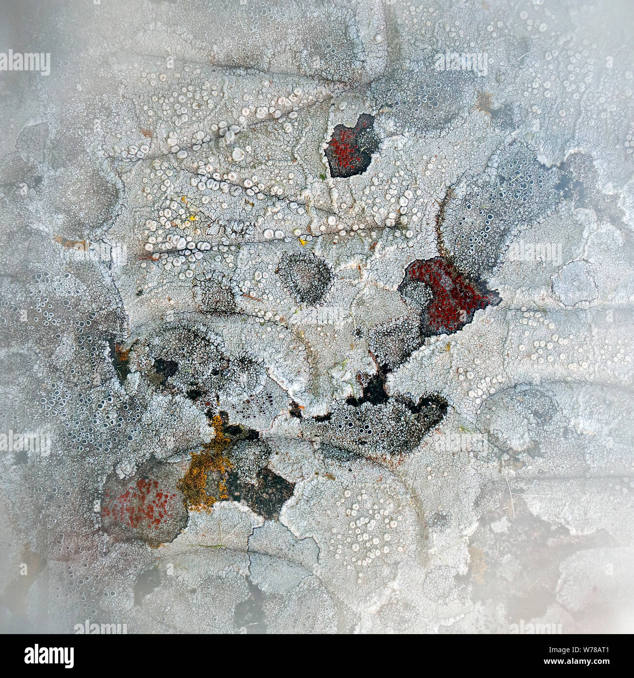 Natura fotografia di lichen colonizzando è host geologica della pietra e della roccia che mostra ad andamento casuale, forma, consistenza, con una sottile color pallette mi Foto Stock