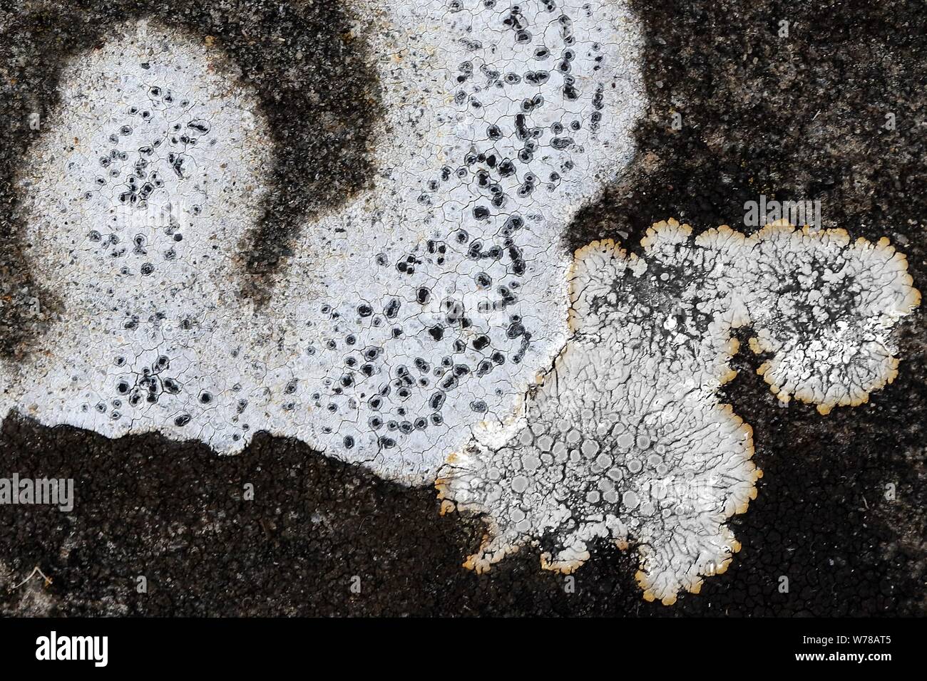 Natura fotografia di lichen colonizzando è host geologica della pietra e della roccia che mostra ad andamento casuale, forma, consistenza, con una sottile color pallette mi Foto Stock
