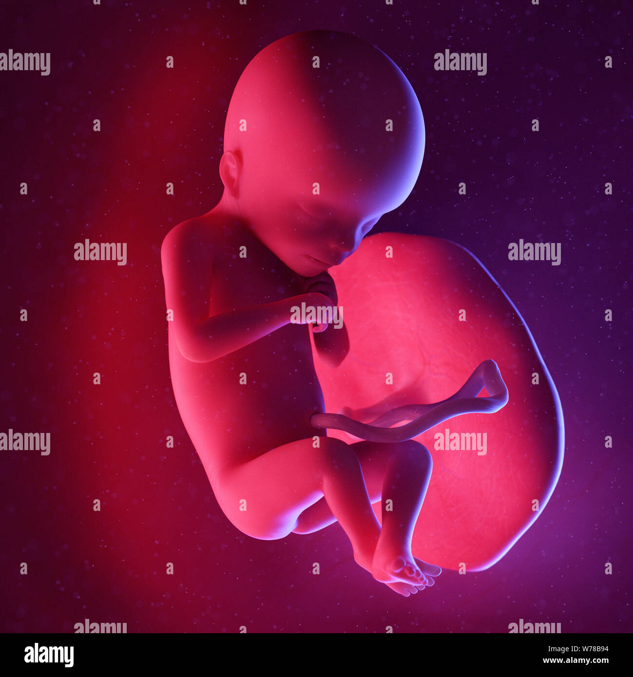 3D Rendering accurato dal punto di vista medico illustrazione di un feto umano - Settimana 18 Foto Stock