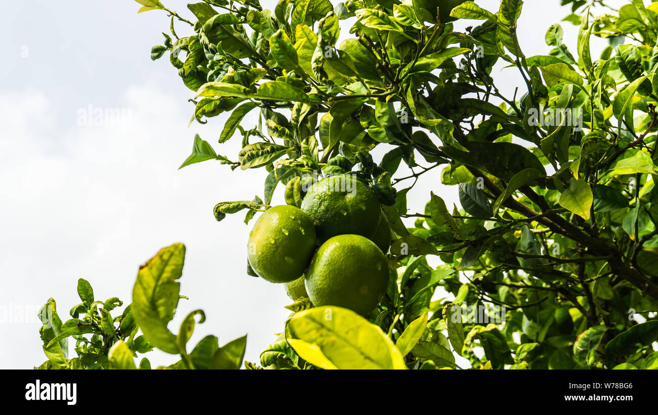 Limonenbaum mit Früchten Foto Stock