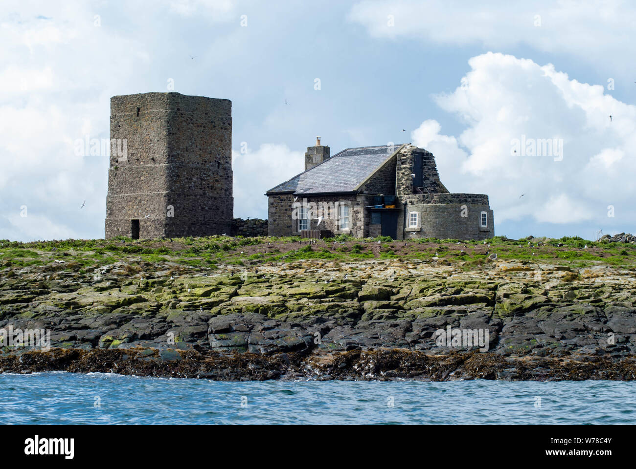 Isole farne, Northumberland Foto Stock