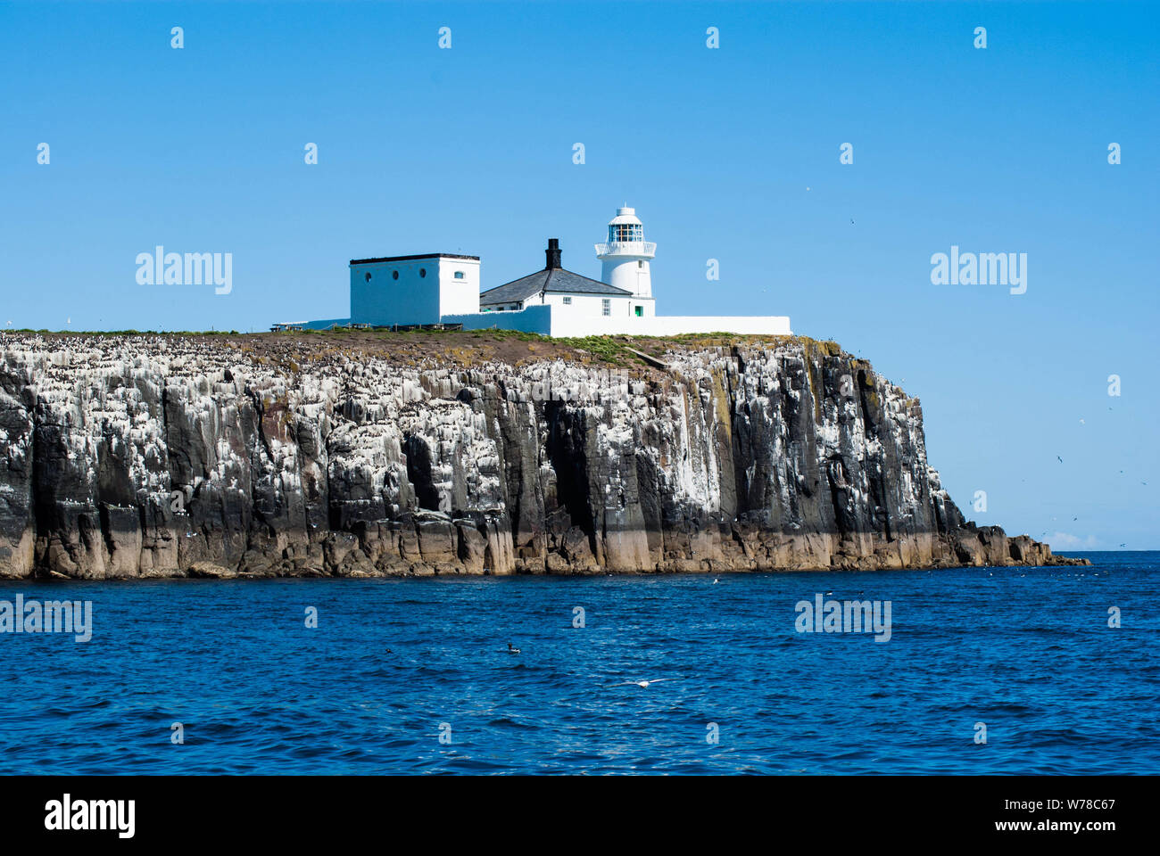 Farne interna, farne Islands, Northumberland Foto Stock