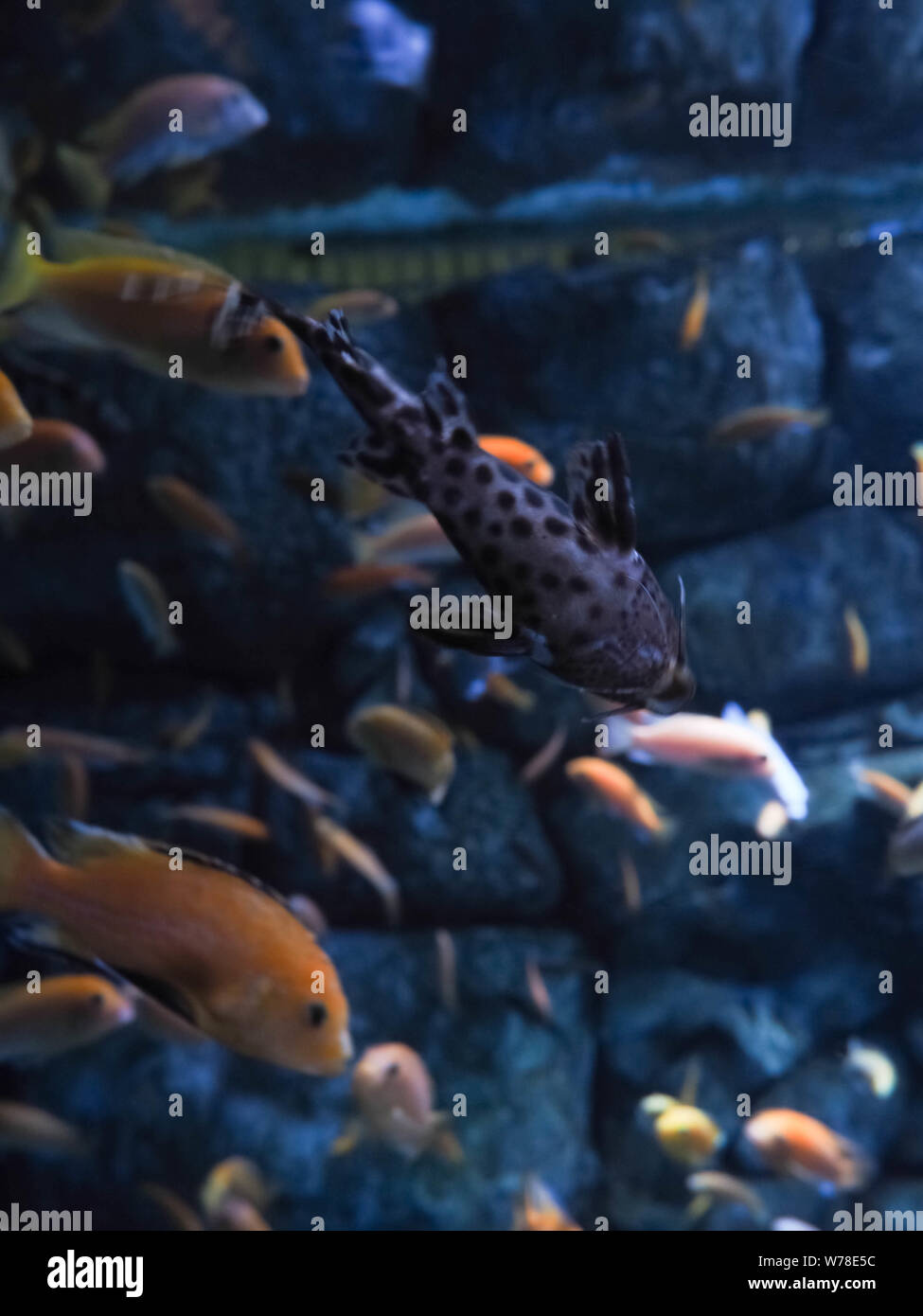 Underwater Coral reef sullo sfondo del paesaggio nel profondo blu del mare con pesci colorati e vita marina, sfondo sfocato Foto Stock