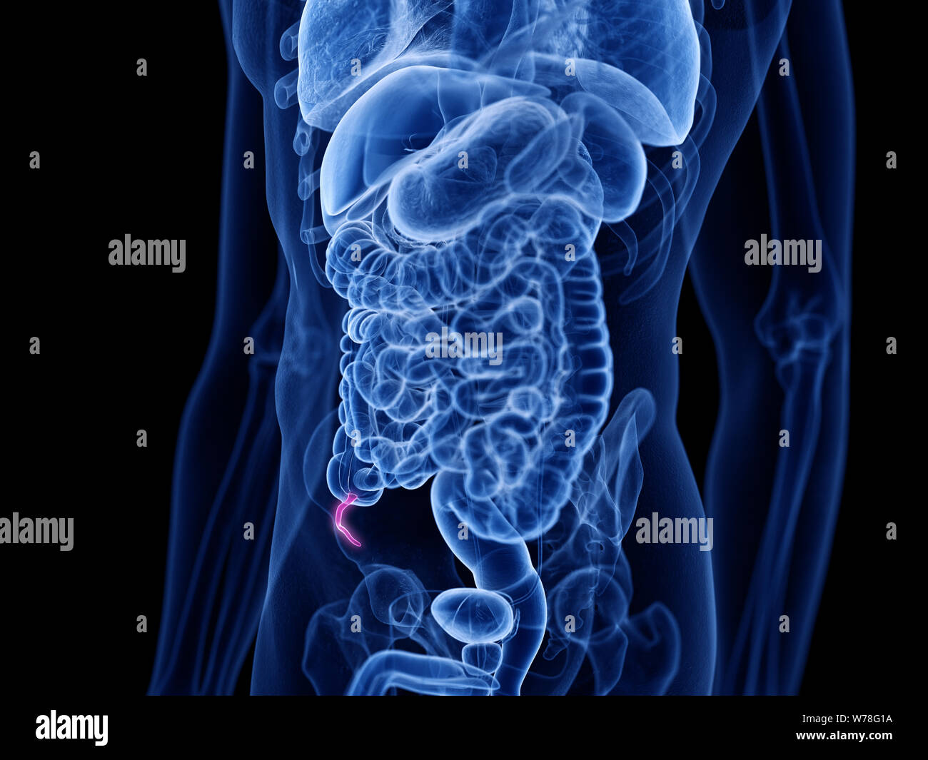3D Rendering accurato dal punto di vista medico illustrazione dell'appendice Foto Stock