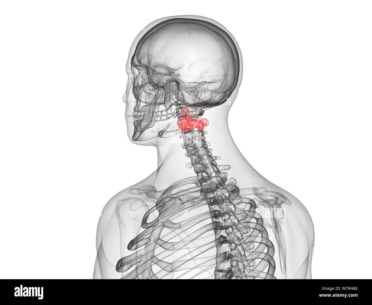 3D Rendering accurato dal punto di vista medico illustrazione dell'asse vertebre Foto Stock