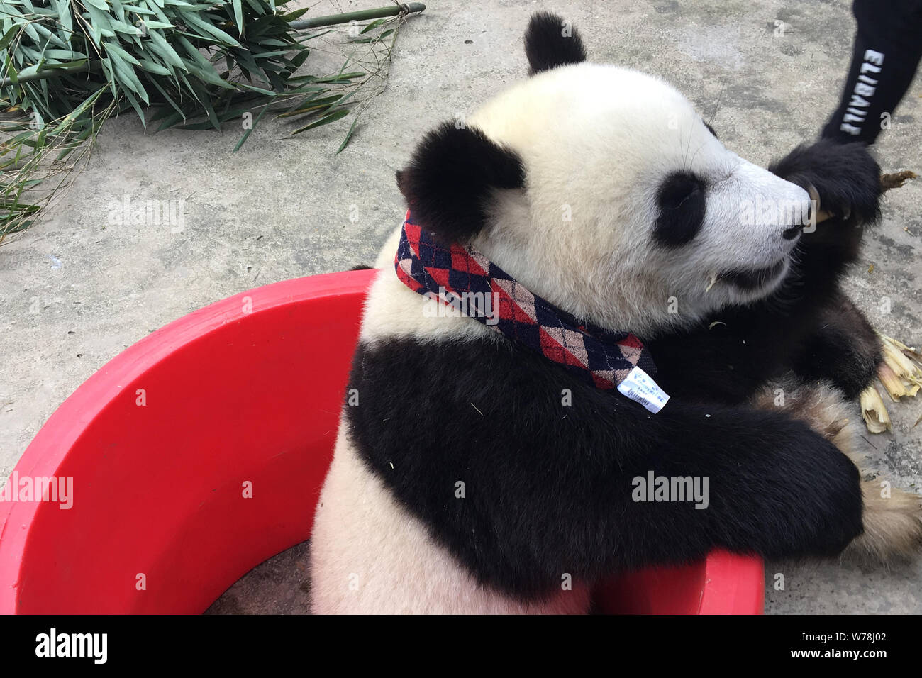 Un panda gigante che indossa un controllare sciarpa contro il freddo inverno mangia germogli di bambù in corrispondenza di una base della Cina conservazione e centro di ricerca per il panda gigante in Foto Stock