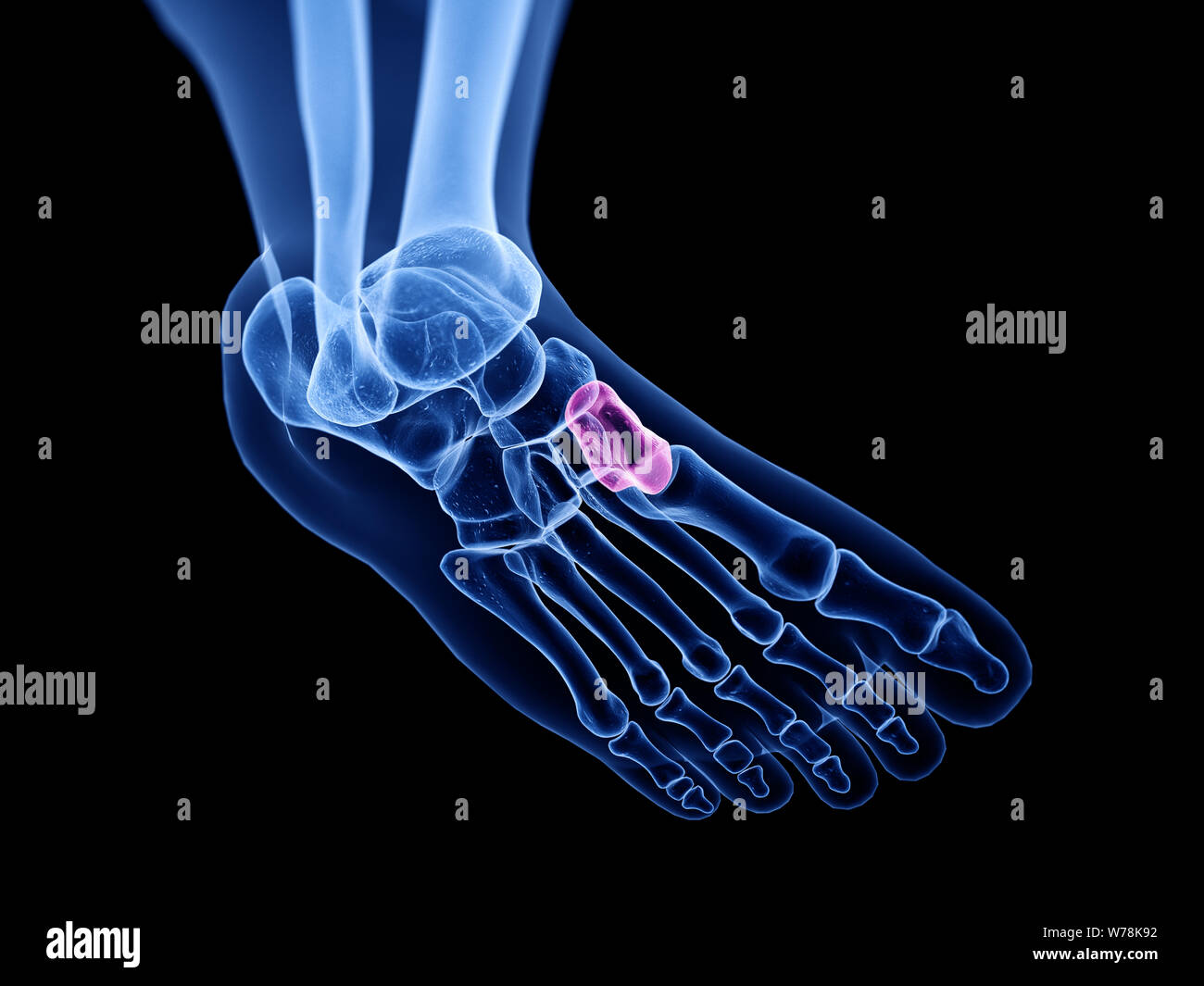 3D Rendering accurato dal punto di vista medico illustrazione del mediale osso cuneiforme Foto Stock