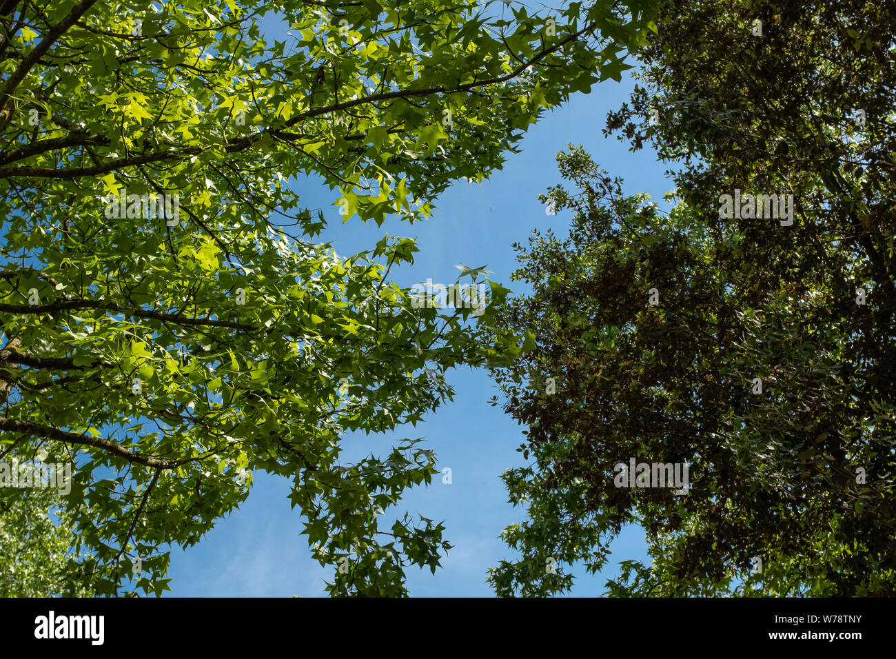 Il verde delle foglie sui rami di alberi su di un solido di colore blu cielo estate Foto Stock