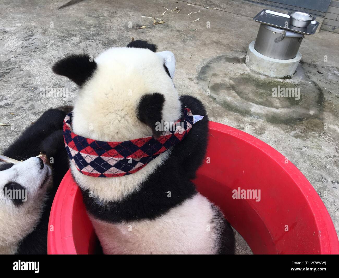Un panda gigante che indossa un controllare sciarpa contro il freddo inverno mangia germogli di bambù in corrispondenza di una base della Cina conservazione e centro di ricerca per il panda gigante in Foto Stock