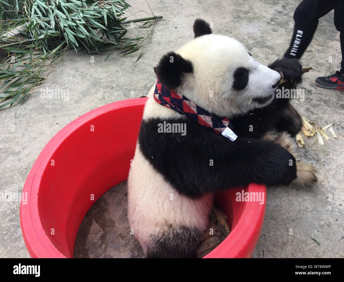 Un panda gigante che indossa un controllare sciarpa contro il freddo inverno mangia germogli di bambù in corrispondenza di una base della Cina conservazione e centro di ricerca per il panda gigante in Foto Stock