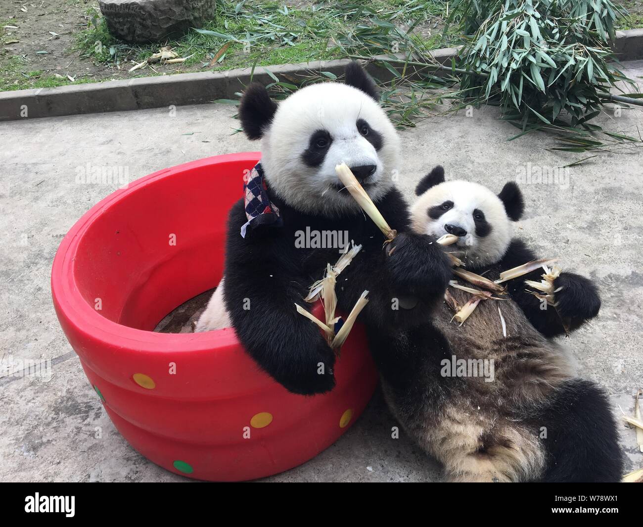 Un panda gigante che indossa un controllare sciarpa contro il freddo inverno mangia germogli di bambù in corrispondenza di una base della Cina conservazione e centro di ricerca per il panda gigante in Foto Stock