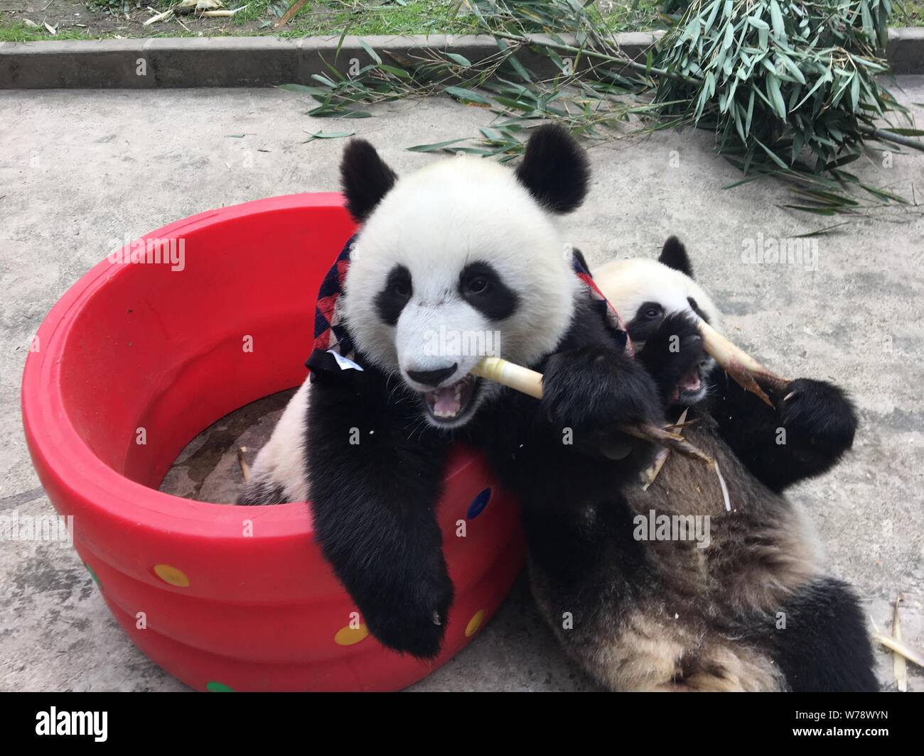 Un panda gigante che indossa un controllare sciarpa contro il freddo inverno mangia germogli di bambù in corrispondenza di una base della Cina conservazione e centro di ricerca per il panda gigante in Foto Stock