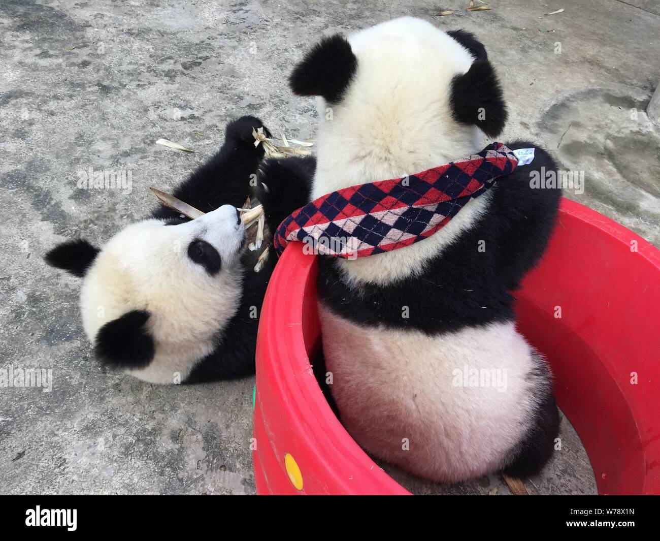 Un panda gigante che indossa un controllare sciarpa contro il freddo inverno mangia germogli di bambù in corrispondenza di una base della Cina conservazione e centro di ricerca per il panda gigante in Foto Stock