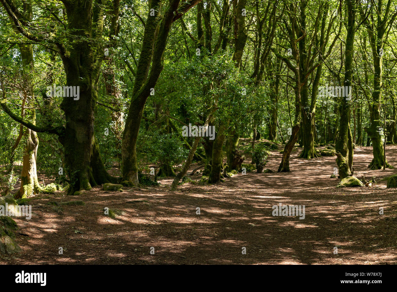Gli alberi e le ombre in Barna boschi, Barna, Galway, Irlanda Foto Stock
