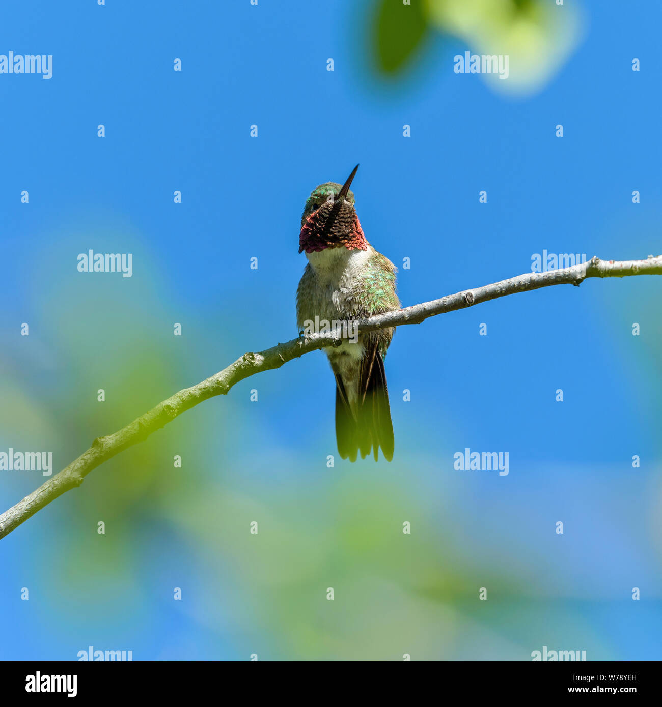 Hummingbird - un close-up a basso angolo di visione di un maschio di ampia-tailed Hummingbird appollaiate su un ramo di un arbusto alto. Parco Nazionale delle Montagne Rocciose, CO, Stati Uniti d'America. Foto Stock