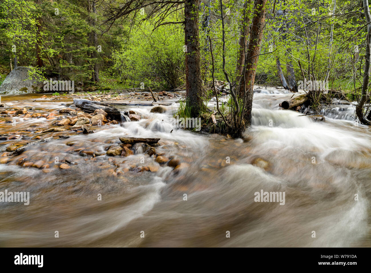 Mountain Creek - Spring Mountain Creek in esecuzione in boschi profondi. Parco Nazionale delle Montagne Rocciose, Colorado, Stati Uniti d'America. Foto Stock